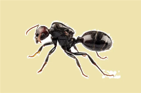 Чёрные муравьи
