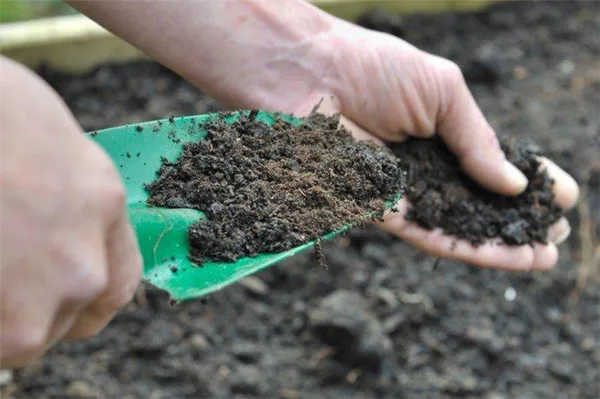 Органические удобрения - чем подкормить пионы весной