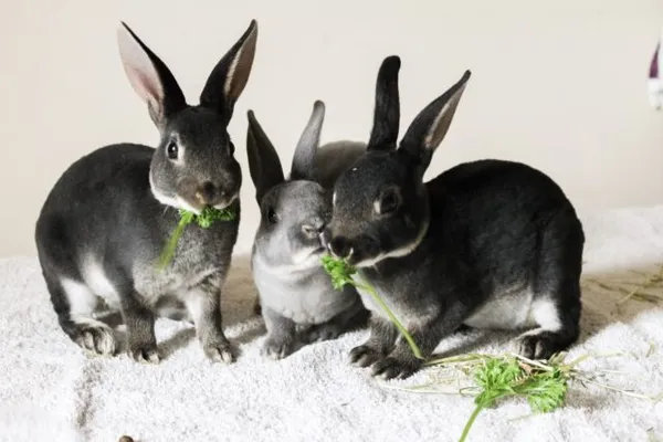 Кролики рекс едят зелень