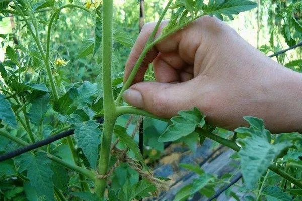 Выращивание томата