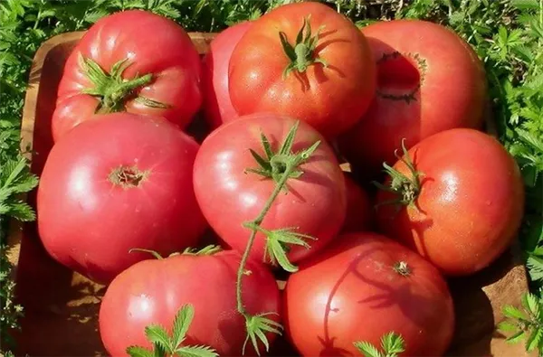 Формирование томатов от супердетерминантных до индетерминантных. Супердетерминантный сорт помидор что это. 2