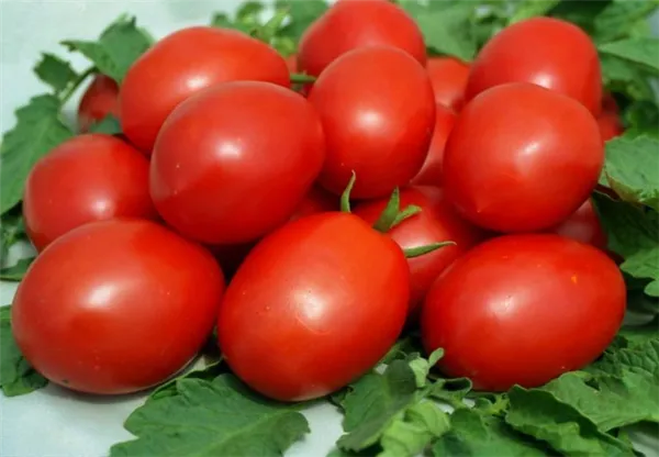 Формирование томатов от супердетерминантных до индетерминантных. Супердетерминантный сорт помидор что это. 4