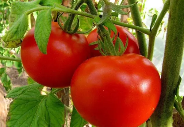 Формирование томатов от супердетерминантных до индетерминантных. Супердетерминантный сорт помидор что это. 5