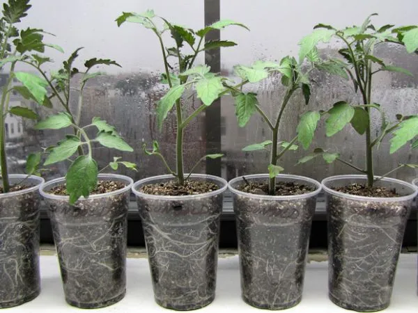 Томаты в апреле: посев без пикировки – ускоренный метод для опоздавших. Как посеять томаты на рассаду без пикировки. 2