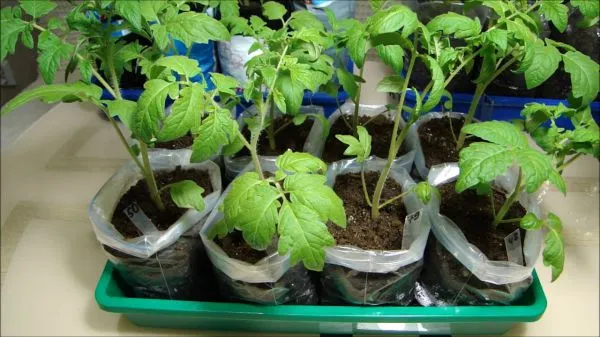 Томаты в апреле: посев без пикировки – ускоренный метод для опоздавших. Как посеять томаты на рассаду без пикировки. 5