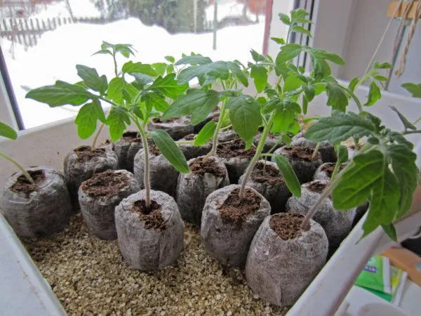 Томаты в апреле: посев без пикировки – ускоренный метод для опоздавших. Как посеять томаты на рассаду без пикировки. 4