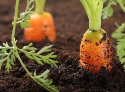 Совместные посадки: соседи моркови на грядке, с чем сажать. Чем можно сажать морковку. 3