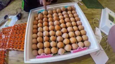 Как вывести цыплят в инкубаторе в домашних условиях. Инкубатор для яиц как им пользоваться. 2