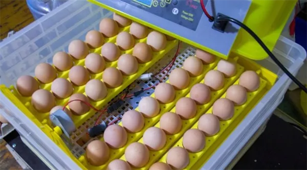 Проверка яиц овоскопом 