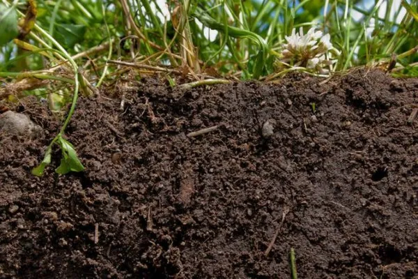 Как определить тип почвы на садовом участке. Как определить тип почвы на садовом участке. 7