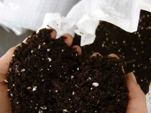 Как вырастить рассаду гейхеры: посев и уход в домашних условиях. Как вырастить гейхеру из семян. 5