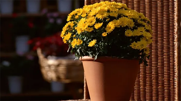 Как вырастить хризантему из букета: основные правила. Как укоренить хризантему из букета в домашних. 2