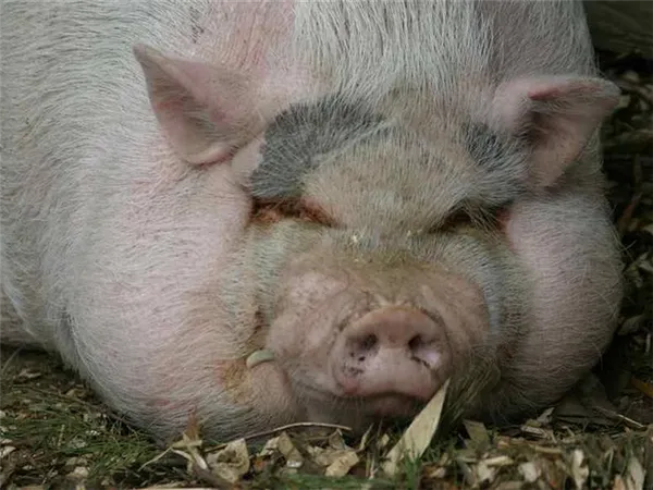 Сальные породы свиней и почему нужная миргородская порода
