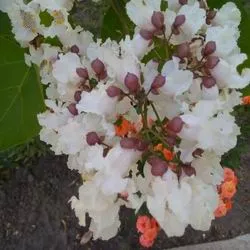 Орхидейное дерево катальпа: правильная посадка и уход, размножение и выращивание из семян, сорта и фото великолепной катальпы