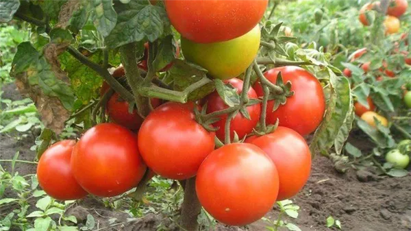 Рейтинг 15-ти лучших сортов низкорослых томатов для теплиц: выбираем подходящий по всем параметрам