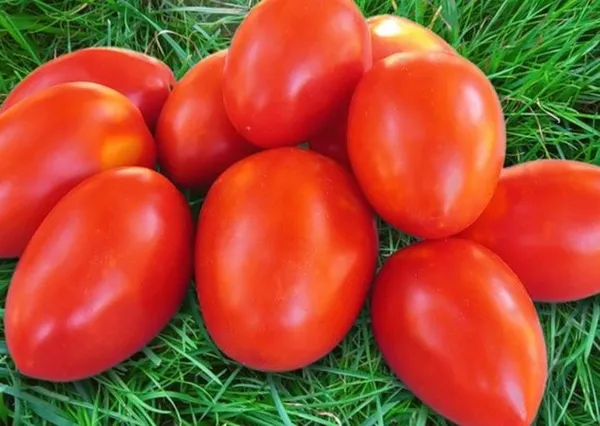 Рейтинг 15-ти лучших сортов низкорослых томатов для теплиц: выбираем подходящий по всем параметрам. Какие низкорослые помидоры самые урожайные для теплиц. 6