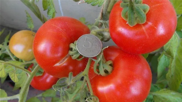Рейтинг 15-ти лучших сортов низкорослых томатов для теплиц: выбираем подходящий по всем параметрам. Какие низкорослые помидоры самые урожайные для теплиц. 4