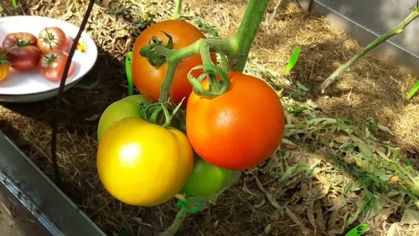 Рейтинг 15-ти лучших сортов низкорослых томатов для теплиц: выбираем подходящий по всем параметрам. Какие низкорослые помидоры самые урожайные для теплиц. 5