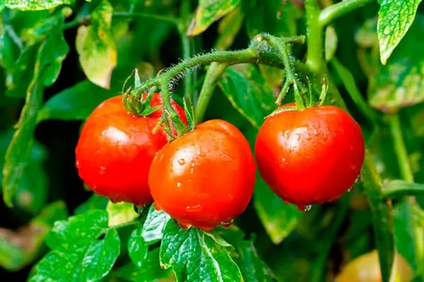 Рейтинг 15-ти лучших сортов низкорослых томатов для теплиц: выбираем подходящий по всем параметрам. Какие низкорослые помидоры самые урожайные для теплиц. 7