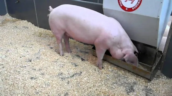 Ладнрас - крупная порода свиней