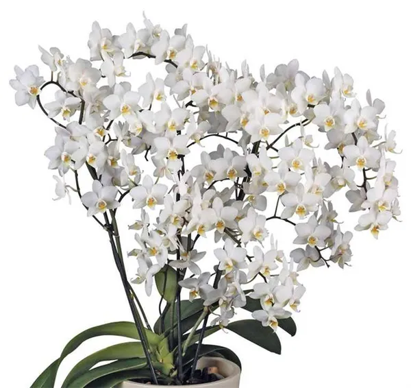 Ароматная и пышная орхидея Мультифлора: что это за цветок, его фото и выращивание. Орхидея мультифлора что это значит. 2