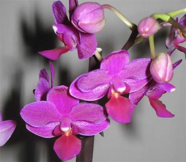 Phalaenopsis-Multiflora-purple