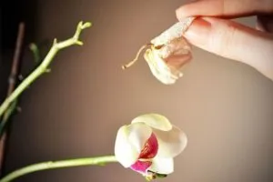 Орхидея отцвела