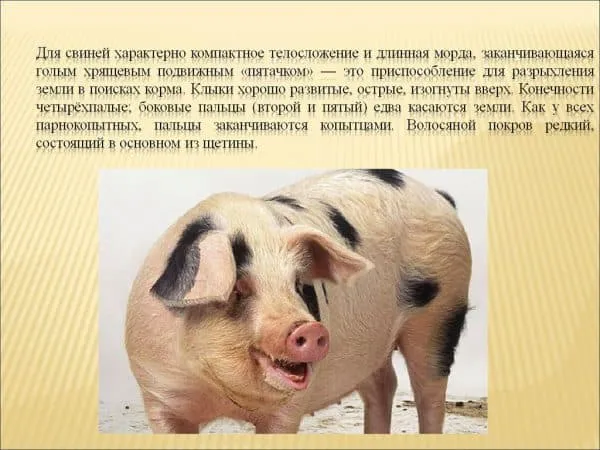 Чем покрыто тело свиньи Все о свиньях: особенности, породы и выращивание. Чем покрыто тело свиньи. 2