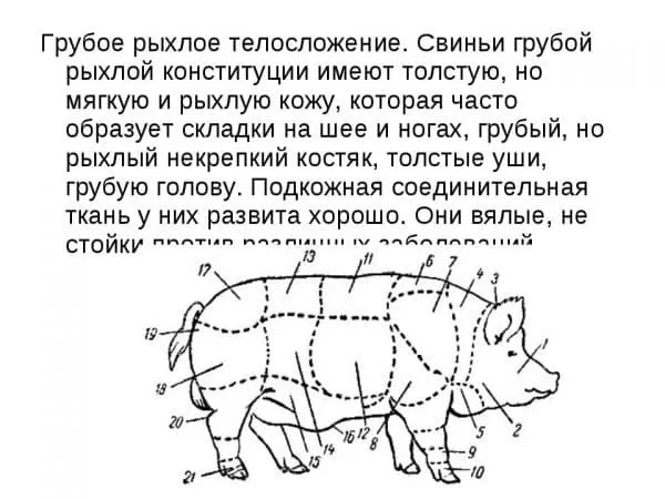 Чем покрыто тело свиньи Все о свиньях: особенности, породы и выращивание. Чем покрыто тело свиньи. 3