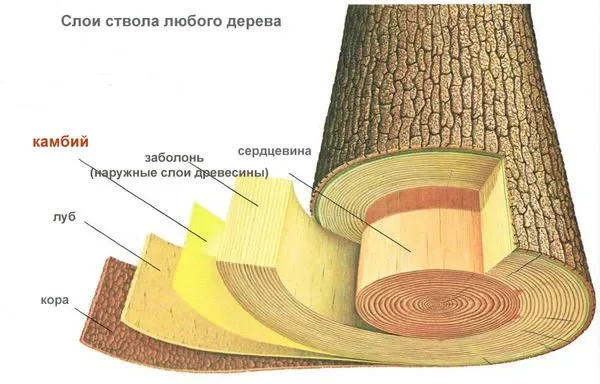 Слои ствола дерева