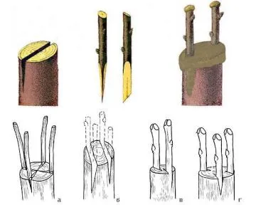 Прививка абрикоса в расщеп