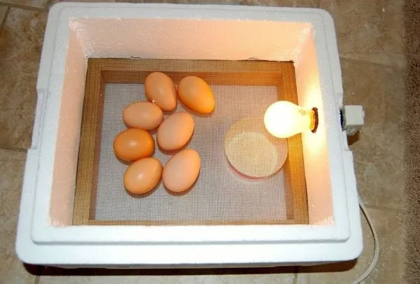 Самодельный инкубатор для яиц - инструкция
