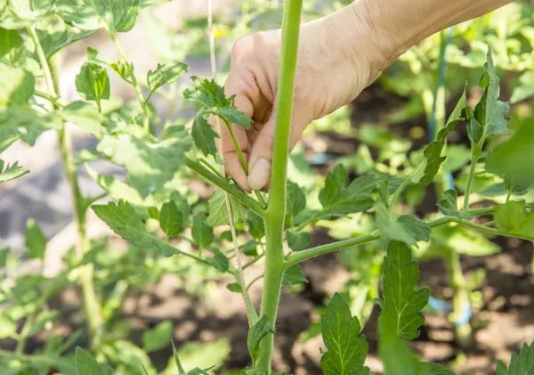 Выращивание томатов в открытом грунте: правильная технология