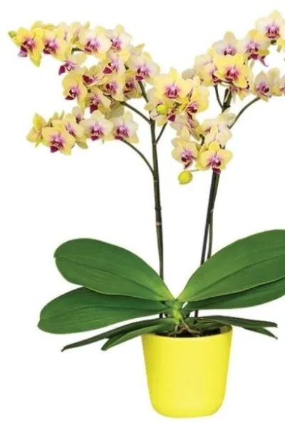 Фаленопсисы — разделение по размеру, мутации. Как определить сорт орхидеи. 8