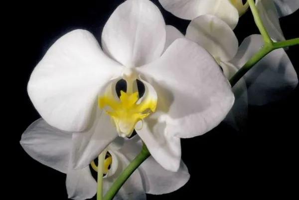 Фаленопсисы — разделение по размеру, мутации. Как определить сорт орхидеи. 9