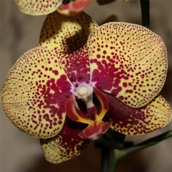 Фаленопсисы — разделение по размеру, мутации. Как определить сорт орхидеи. 10