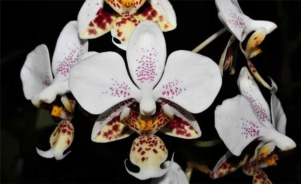 Phalaenopsis-stuartiana