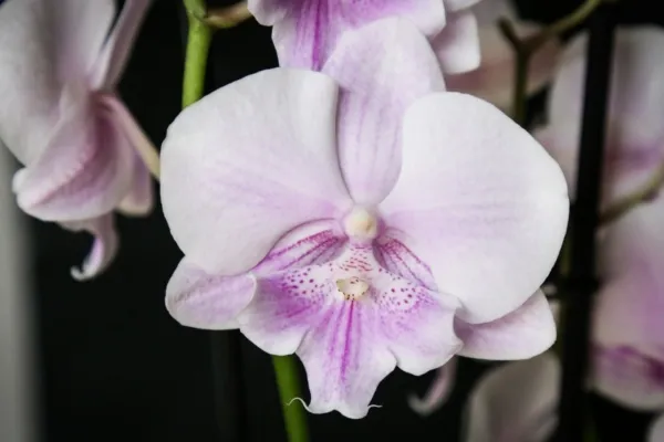 Фаленопсисы — разделение по размеру, мутации. Как определить сорт орхидеи. 5