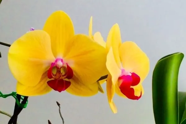 Фаленопсисы — разделение по размеру, мутации. Как определить сорт орхидеи. 6
