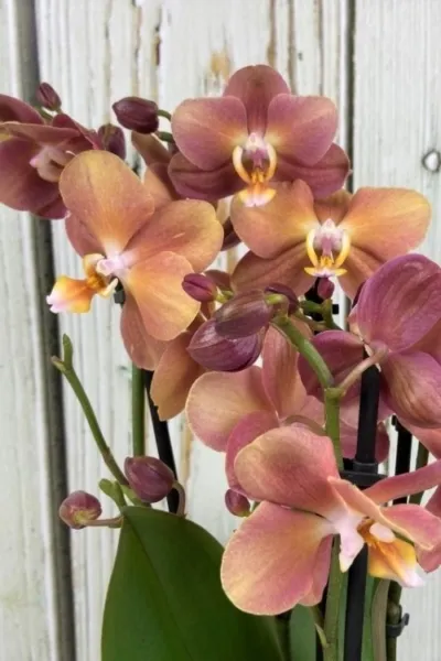 Фаленопсисы — разделение по размеру, мутации. Как определить сорт орхидеи. 4