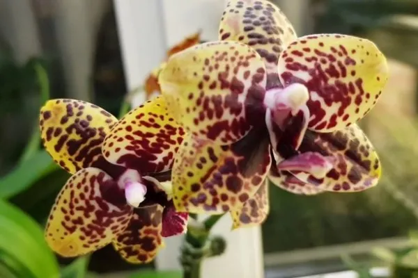 Фаленопсисы — разделение по размеру, мутации. Как определить сорт орхидеи. 2