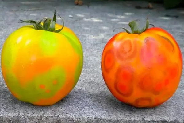 Мозаика томатов