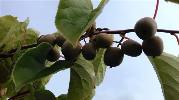Актинидия коломикта – посадка и уход в открытом грунте, фото. Как выглядит растение киви. 14