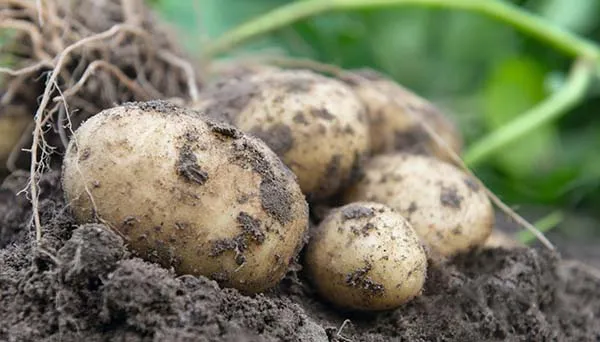 Выращивание картофеля из семян. Как вырастить картофель из семян. 2