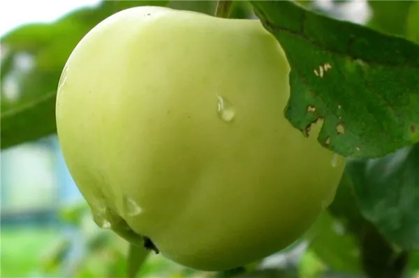 Картинки по запросу Периодичность плодоношения яблони