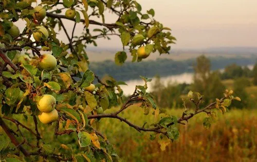 Яблоки Лобо