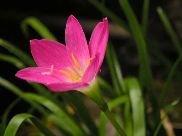 Розовый цветок зефирантес