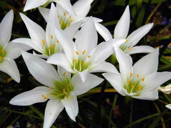 Теплолюбивый цветок «Зефирантес» (Выскочка): описание, уход в домашних условиях и фото. Цветок выскочка комнатный как ухаживать. 2