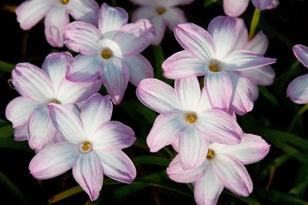 Теплолюбивый цветок «Зефирантес» (Выскочка): описание, уход в домашних условиях и фото. Цветок выскочка комнатный как ухаживать. 5