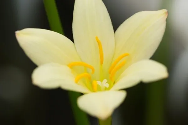 Теплолюбивый цветок «Зефирантес» (Выскочка): описание, уход в домашних условиях и фото. Цветок выскочка комнатный как ухаживать. 3